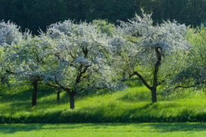 Blooming apple trees in the meadow in spring, Werbach, Taubertal, Tauberfranken, Main-Tauber-district, Baden-Württemberg, Germany Blooming apple trees in the meadow in spring, Werbach, Taubertal, Tauberfranken, Main-Tauber-district, Baden-Württemberg, Germany